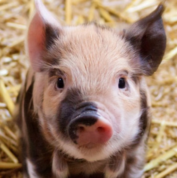 Meet your Posher, Cheryl - Picture 1 of 1